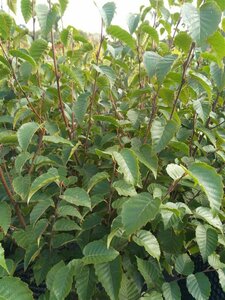 Betula albosin. 'Fascination' 275-300 Multi Stem 120L Airpot