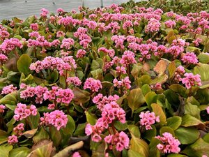 Bergenia Autumn Magic 2L