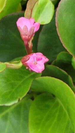 Bergenia cordifolia Eroica 2L - image 1