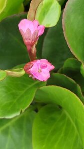 Bergenia cordifolia Eroica 2L - image 1