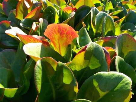 Bergenia cordifolia Eroica 2L - image 3