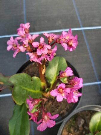 Bergenia cordifolia Eroica 2L - image 2