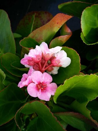 Bergenia 'Harzkristall' 2L - image 1