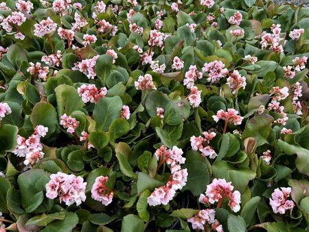 Bergenia 'Harzkristall' 2L - image 3
