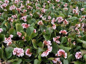 Bergenia 'Harzkristall' 2L - image 3