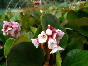 Bergenia 'Harzkristall' 2L - image 4