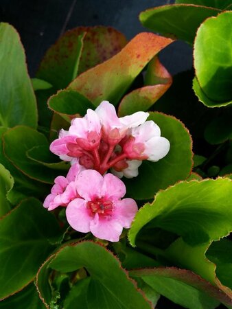 Bergenia 'Harzkristall' 2L - image 5
