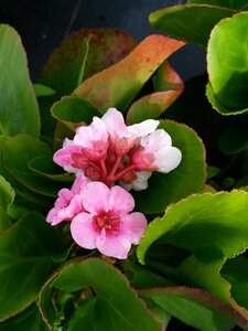 Bergenia 'Harzkristall' 2L - image 5