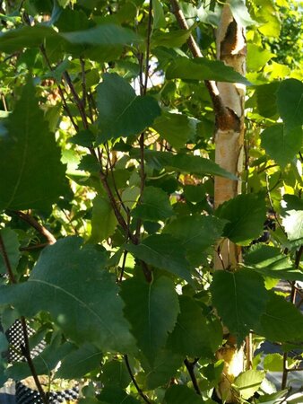 Betula pendula 'Fastigiata Joes' 8/10 Wire RB
