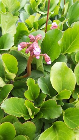 Bergenia 'Winterglow' 2L - image 2