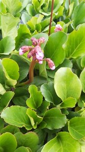 Bergenia 'Winterglow' 2L - image 2