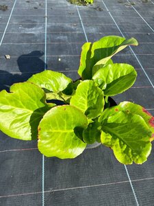 Bergenia 'Winterglow' 2L - image 1