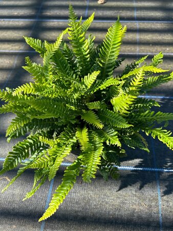 Blechnum spicant 3L - image 2