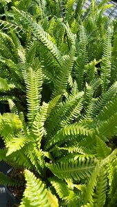 Blechnum spicant 3L - image 3