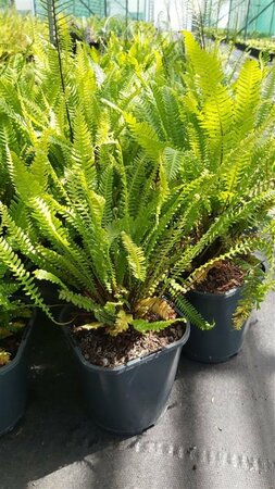Blechnum spicant 3L - image 1