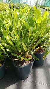 Blechnum spicant 3L