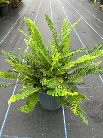 Blechnum spicant 3L - image 4