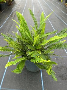 Blechnum spicant 3L - image 4