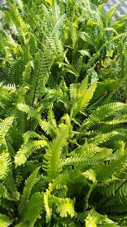 Blechnum spicant 3L - image 5