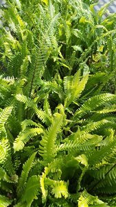 Blechnum spicant 3L - image 5