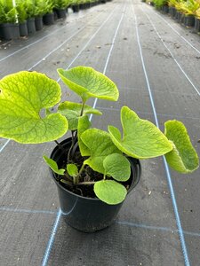 Brunnera macrophylla 2L