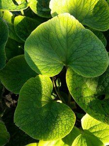 Brunnera macrophylla 2L - image 2