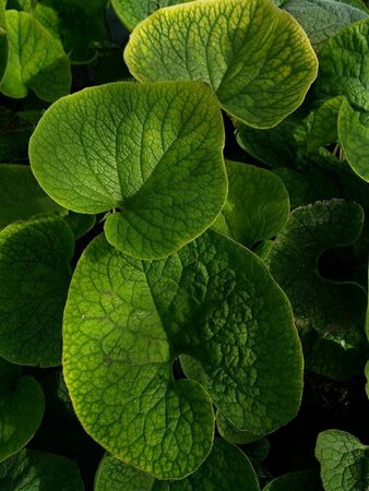 Brunnera macrophylla 2L - image 4