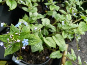 Brunnera macr. 'Alexanders Great' 2L - image 2