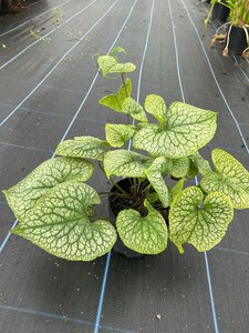 Brunnera macr. 'Alexanders Great' 2L