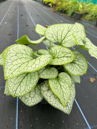 Brunnera macr. 'Jack Frost' 2L - image 4