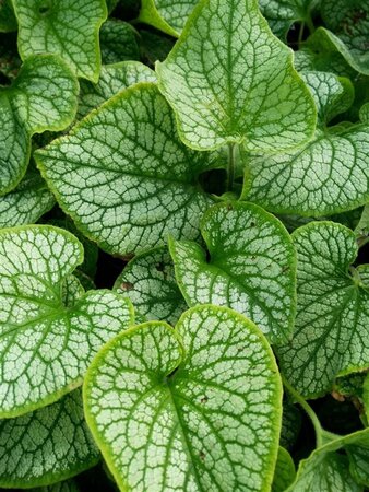 Brunnera macr. 'Jack Frost' 2L - image 5