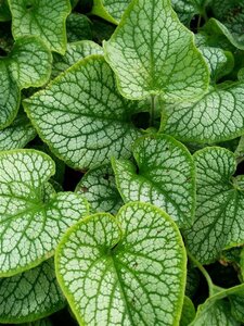Brunnera macr. 'Jack Frost' 2L - image 5