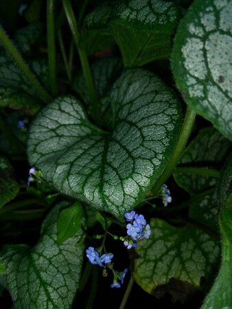 Brunnera macr. 'Jack Frost' 2L - image 6
