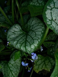 Brunnera macr. 'Jack Frost' 2L - image 6