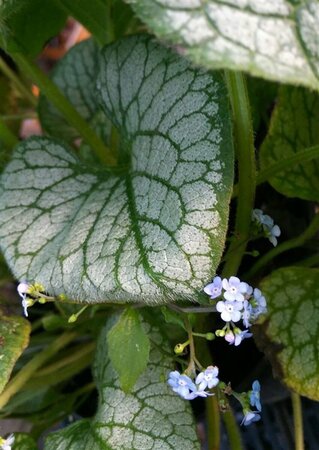 Brunnera macr. 'Jack Frost' 2L - image 3