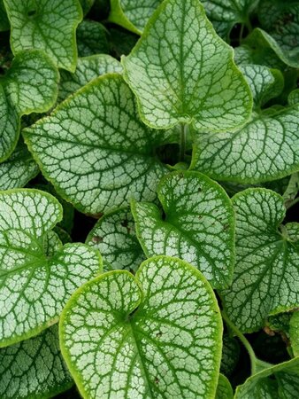 Brunnera macr. 'Jack Frost' 2L - image 1