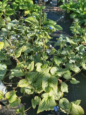 Brunnera macr. 'Jack Frost' 2L - image 2