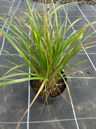 Calamagrostis acut. 'Karl Foerster' 3L