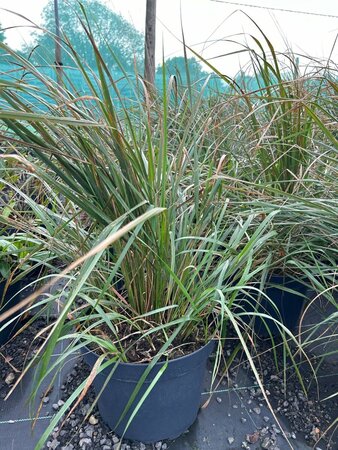 Calamagrostis acut. 'Karl Foerster' 10L
