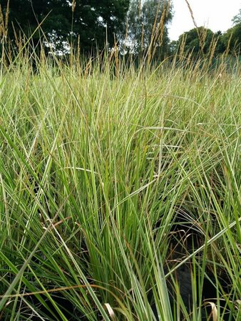 Calamagrostis acut. 'Overdam' 3L - image 1