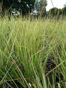 Calamagrostis acut. 'Overdam' 3L