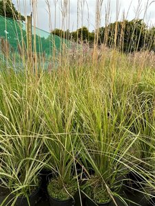 Calamagrostis acut. 'Overdam' 3L - image 5