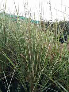Calamagrostis acut. 'Overdam' 3L - image 3