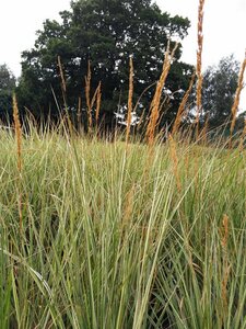 Calamagrostis acut. 'Overdam' 3L - image 4