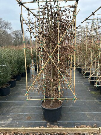 Carpinus betulus 0.9 x 1.8m Panel Wire RB - image 1