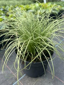Carex comans 'Frosted Curls' 3L