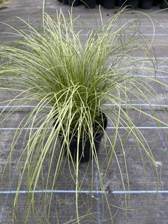Carex comans 'Frosted Curls' 3L - image 4