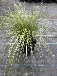 Carex comans 'Frosted Curls' 3L - image 4