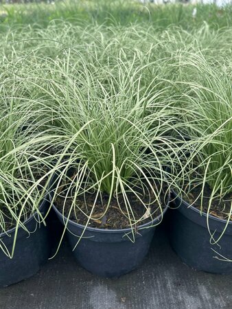 Carex comans 'Frosted Curls' 3L - image 2