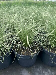 Carex comans 'Frosted Curls' 3L - image 2